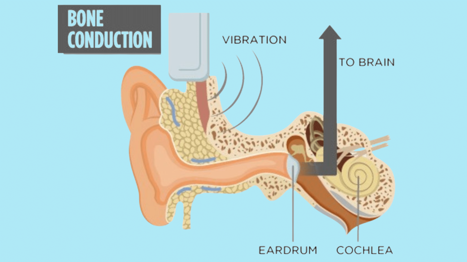 Bone conduction headphones diagram showing vibrations traveling through the skull to the cochlea while bypassing the eardrum